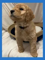 Alvin, a male Poodle - Miniature  and Poodle - Standard  for sale in Washington, MO – Photo 10 of 10