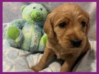 Evie, a female Labradoodle for sale in Washington, MO – Photo 8 of 9