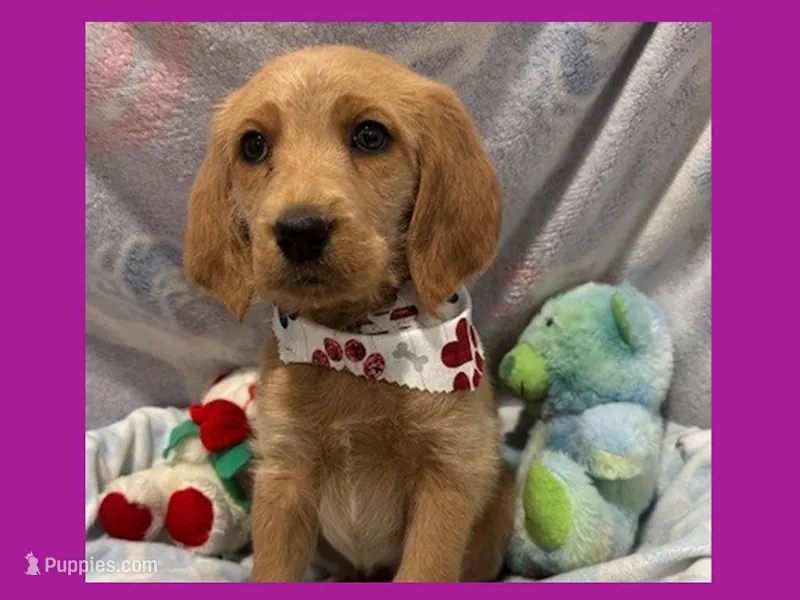 Evie – Labradoodle puppy for sale in Washington, MO