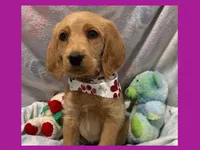 Evie, a female Labradoodle for sale in Washington, MO – Photo 1 of 7