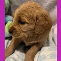 Evie, a female Labradoodle for sale in Washington, MO – Photo 6 of 7