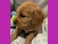 Evie, a female Labradoodle for sale in Washington, MO – Photo 3 of 9