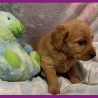 Evie, a female Labradoodle for sale in Washington, MO – Photo 7 of 7