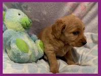 Evie, a female Labradoodle for sale in Washington, MO – Photo 6 of 9