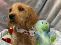 Evie, a female Labradoodle for sale in Washington, MO – Photo 2 of 7