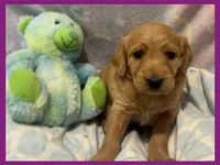 Evie, a female Labradoodle for sale in Washington, MO – Photo 5 of 9