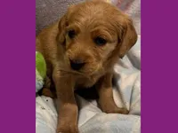 Evie, a female Labradoodle for sale in Washington, MO – Photo 2 of 9