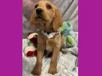 Evie, a female Labradoodle for sale in Washington, MO – Photo 4 of 7