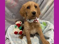 Evie, a female Labradoodle for sale in Washington, MO – Photo 3 of 7