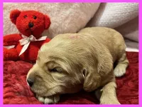 Evie, a female Labradoodle for sale in Washington, MO – Photo 9 of 9