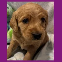 Evie, a female Labradoodle for sale in Washington, MO – Photo 5 of 7