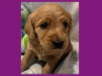 Evie, a female Labradoodle for sale in Washington, MO – Photo 1 of 9