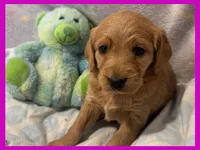 Evie, a female Labradoodle for sale in Washington, MO – Photo 4 of 9