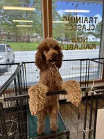 Fozzie, a male Poodle - Standard  for sale in Washington, MO – Photo 3 of 10