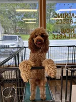 Fozzie, a male Poodle - Standard  for sale in Washington, MO – Photo 4 of 10