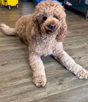 Fozzie, a male Poodle - Standard  for sale in Washington, MO – Photo 5 of 8