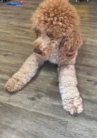 Fozzie, a male Poodle - Standard  for sale in Washington, MO – Photo 7 of 8