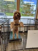 Fozzie, a male Poodle - Standard  for sale in Washington, MO – Photo 2 of 10