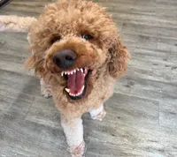 Fozzie, a male Poodle - Standard  for sale in Washington, MO – Photo 2 of 8