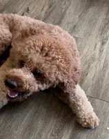 Fozzie, a male Poodle - Standard  for sale in Washington, MO – Photo 1 of 8