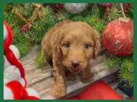 Sawyer, a male Poodle - Miniature  and Miniature Goldendoodle for sale in Washington, MO – Photo 3 of 5