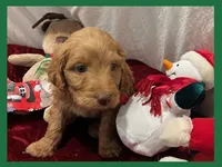 Sawyer, a male Poodle - Miniature  and Miniature Goldendoodle for sale in Washington, MO – Photo 2 of 5
