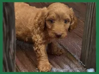 Sawyer, a male Poodle - Miniature  and Miniature Goldendoodle for sale in Washington, MO – Photo 1 of 5