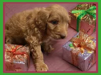 Sawyer, a male Poodle - Miniature  and Miniature Goldendoodle for sale in Washington, MO – Photo 5 of 5