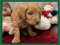 Sawyer, a male Poodle - Miniature  and Miniature Goldendoodle for sale in Washington, MO – Photo 4 of 5