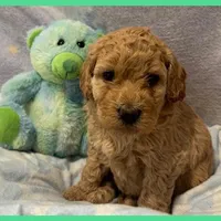 Elsa, a female Labradoodle for sale in Washington, MO – Photo 6 of 7
