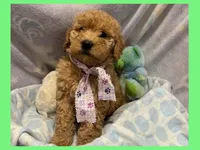 Elsa, a female Labradoodle for sale in Washington, MO – Photo 2 of 7