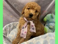 Elsa, a female Labradoodle for sale in Washington, MO – Photo 4 of 7