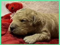 Elsa, a female Labradoodle for sale in Washington, MO – Photo 1 of 3