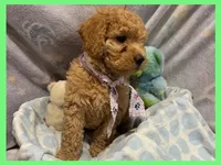 Elsa, a female Labradoodle for sale in Washington, MO – Photo 3 of 7