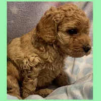 Elsa, a female Labradoodle for sale in Washington, MO – Photo 5 of 7