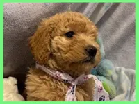 Elsa, a female Labradoodle for sale in Washington, MO – Photo 1 of 7