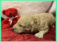 Elsa, a female Labradoodle for sale in Washington, MO – Photo 3 of 3