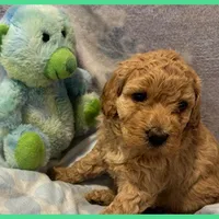 Elsa, a female Labradoodle for sale in Washington, MO – Photo 7 of 7