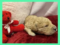 Elsa, a female Labradoodle for sale in Washington, MO – Photo 2 of 3