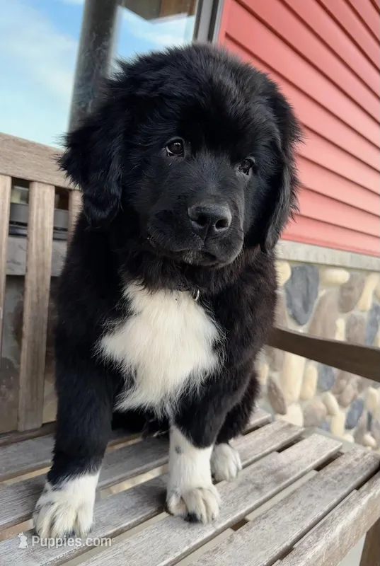 Gus Jr – Newfoundland puppy for sale in Cedar Falls, IA