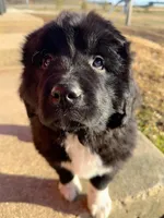 Gus Jr, a male Newfoundland for sale in Cedar Falls, IA – Photo 1 of 3