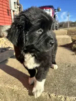 Gus Jr, a male Newfoundland for sale in Cedar Falls, IA – Photo 3 of 3