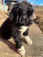 Gus Jr, a male Newfoundland for sale in Cedar Falls, IA – Photo 2 of 3