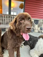 Bree, a female Newfoundland for sale in Cedar Falls, IA – Photo 1 of 2