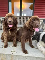Bree, a female Newfoundland for sale in Cedar Falls, IA – Photo 2 of 2