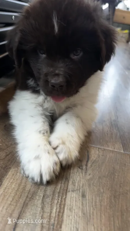 Brownie  – Newfoundland puppy for sale in Cedar Falls, IA