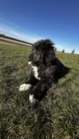 Parmesan, a male Newfoundland for sale in Cedar Falls, IA – Photo 6 of 6