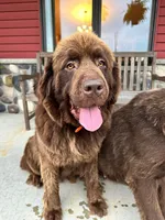 Timber, a female Newfoundland for sale in Cedar Falls, IA – Photo 1 of 2
