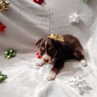 Prancer, a female Australian Shepherd for sale in Ashley, IN – Photo 4 of 5