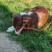 Prancer, a female Australian Shepherd for sale in Ashley, IN – Photo 2 of 5